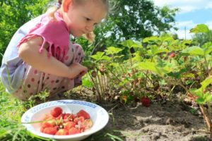 Virginia-Beach-girl-eating-food-and-picking-strawberries