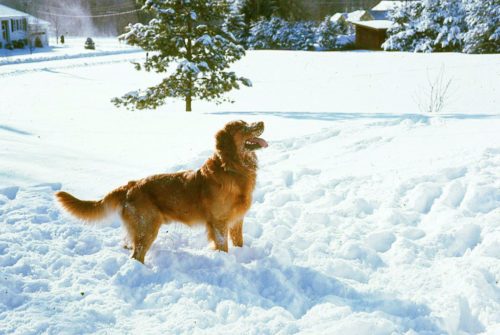 A golden retriever standing in a snowy field with a pine tree in the background