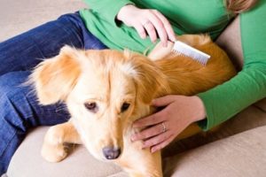 dog-getting-brushed