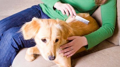 dog-getting-brushed