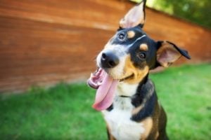 Dog-tilting-his-head-with-questions-about-being-a-writer-for-Verblio