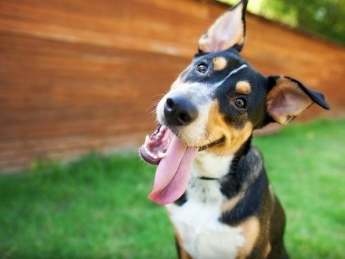 Dog-tilting-his-head-with-questions-about-being-a-writer-for-Verblio