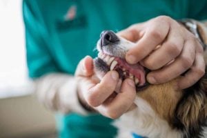 canine dental health