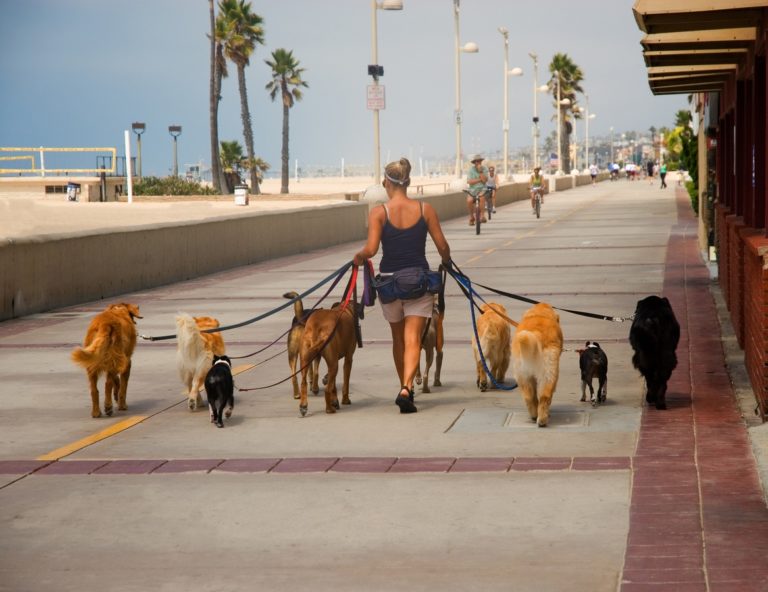 woman-walking-a-crowd-of-dogs