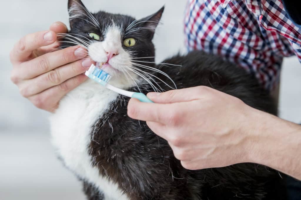 feline dental care