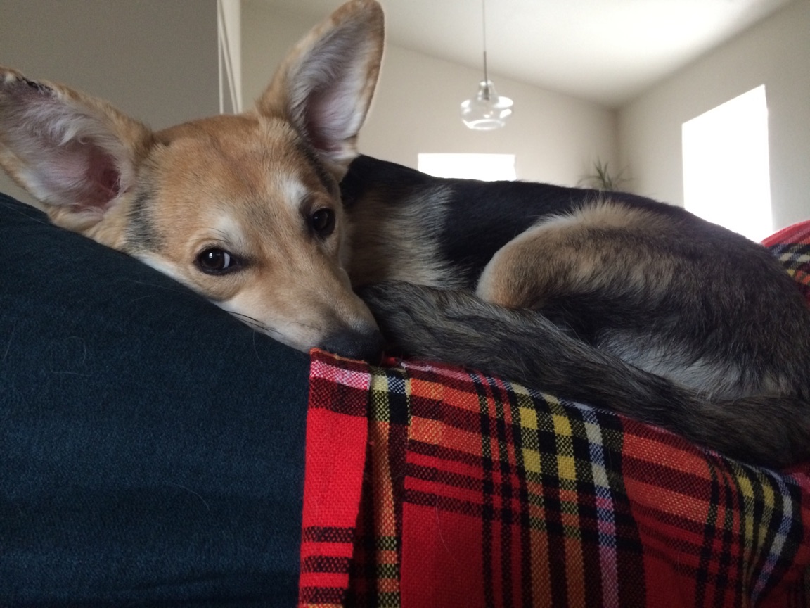 dog-laying-on-couch-with-blanket