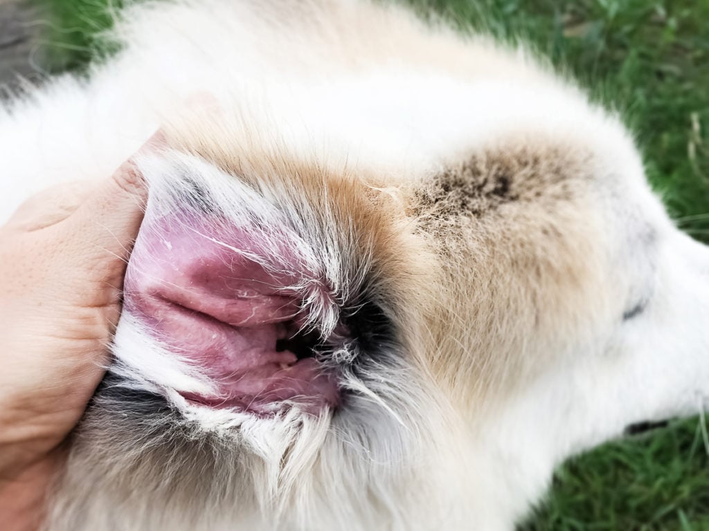 dog ear problem skin condition