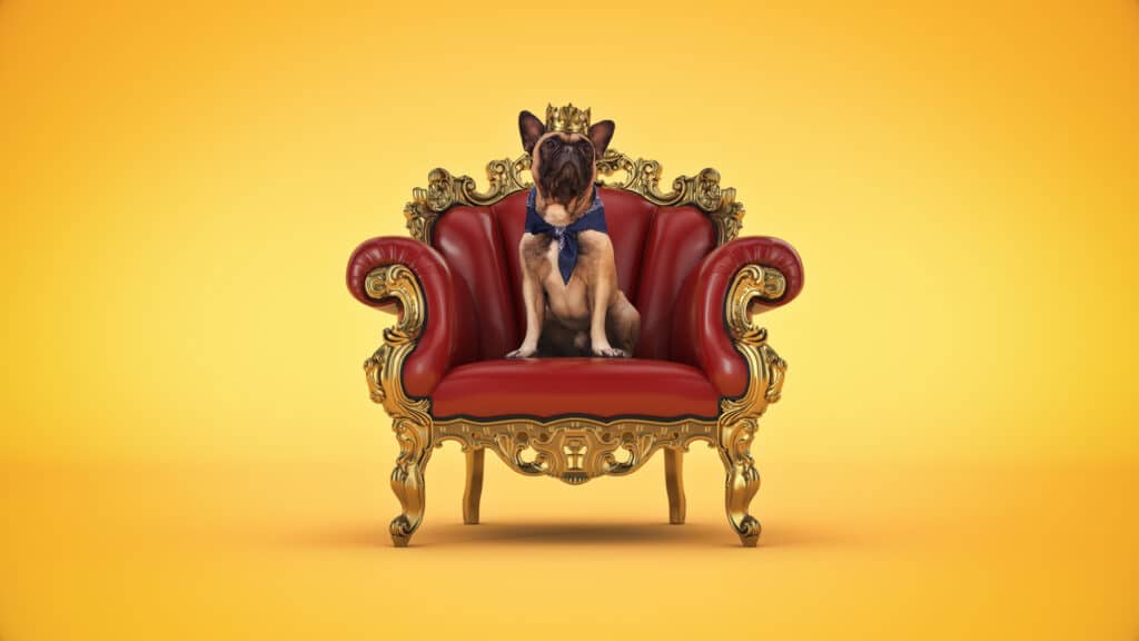 Dog with crown in a chair