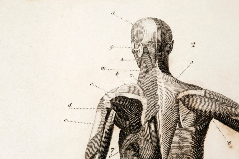 pencil anatomy drawing of the human muscular system with label lines leading to major muscle groups.