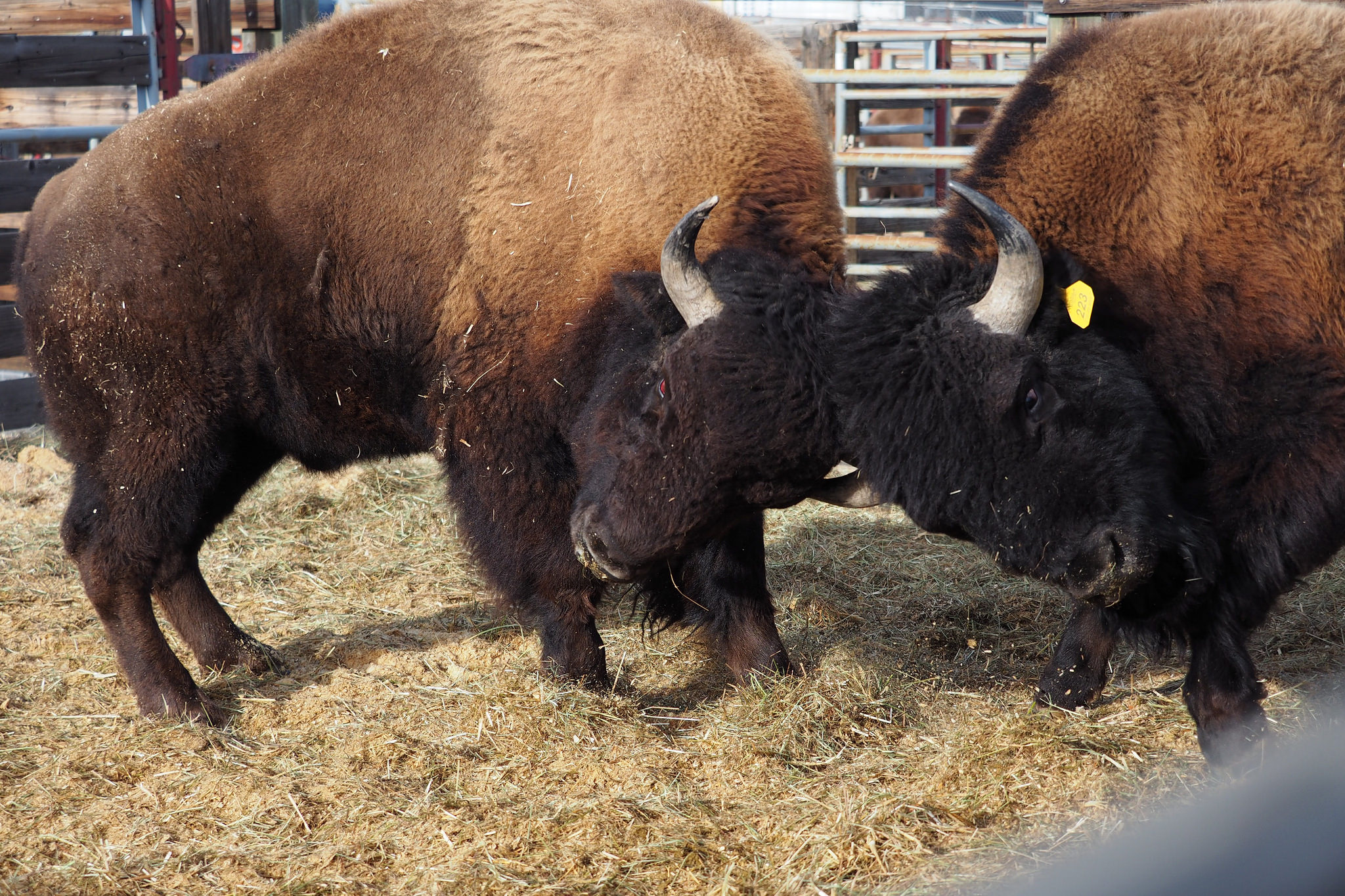 2-bison-butting-heads-and-fighting