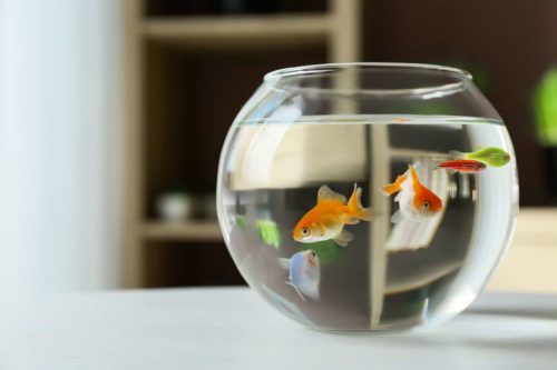 pet fish in a fishbowl