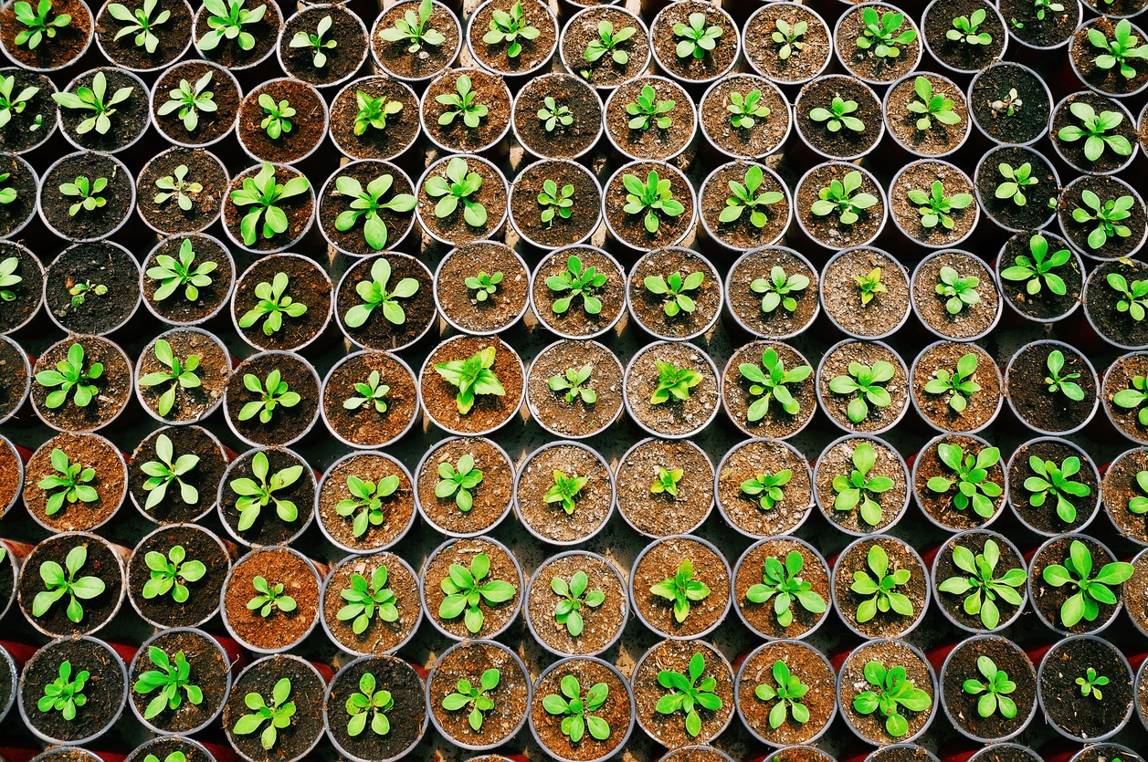 seedlings-in-rows.jpg