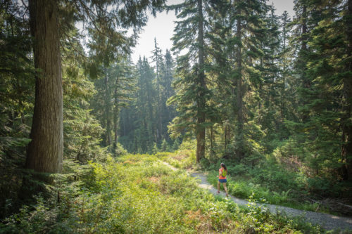 trail running through woods