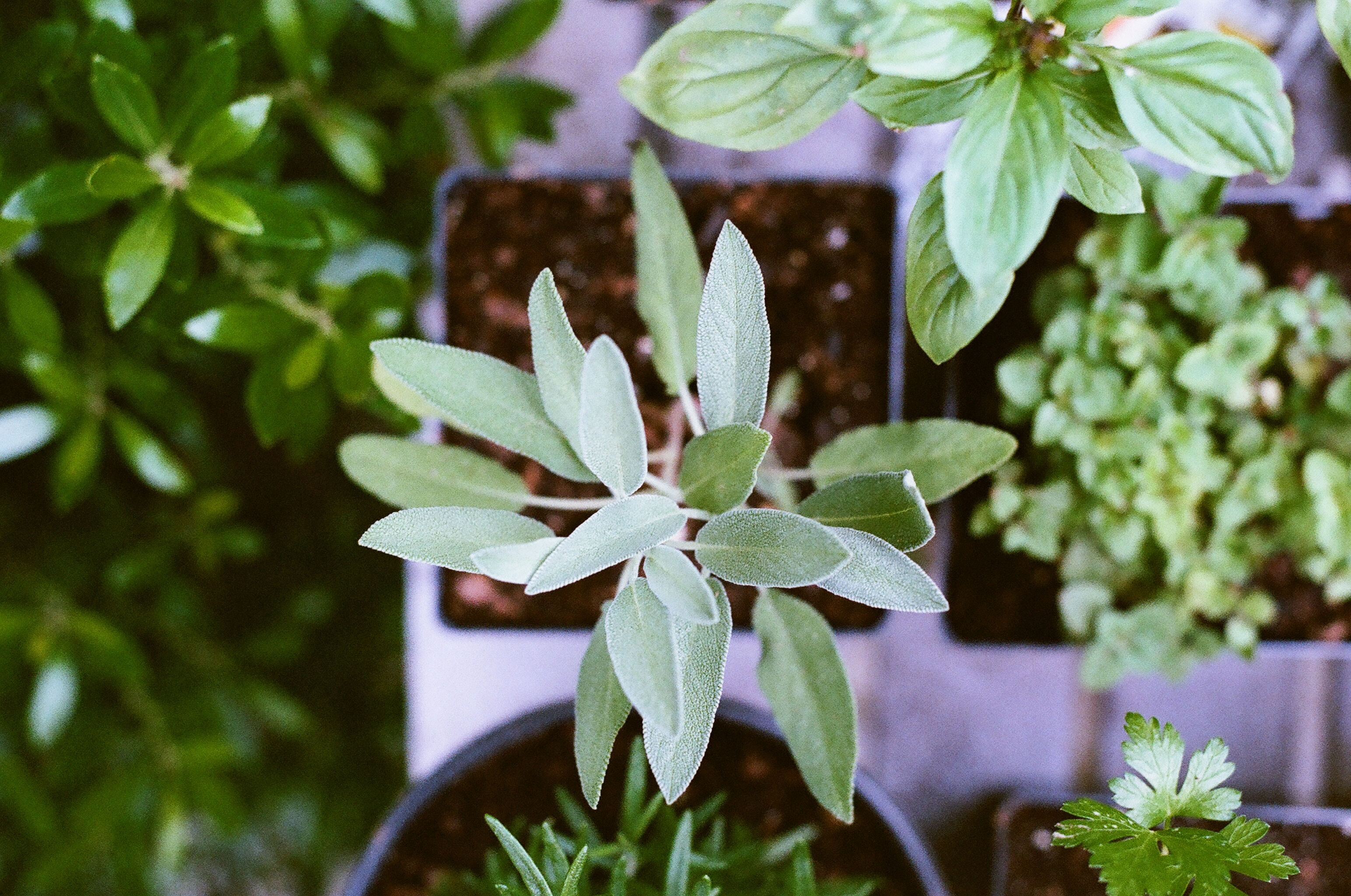 green-plants-growing