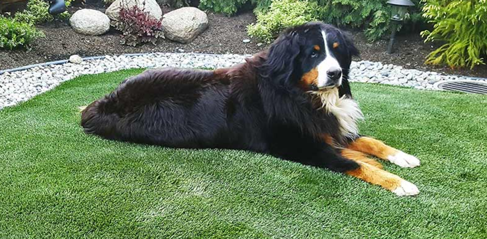 NWSG-bernese-mountain-dog-on-synthetic-grass-lawn