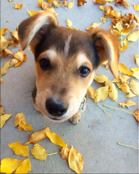 Cute-puppy-with-fall-leaves